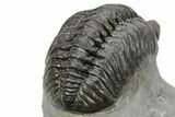 Phacopid (Adrisiops) Trilobite - Jbel Oudriss, Morocco #222407-5